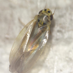 Arboridia pusilla